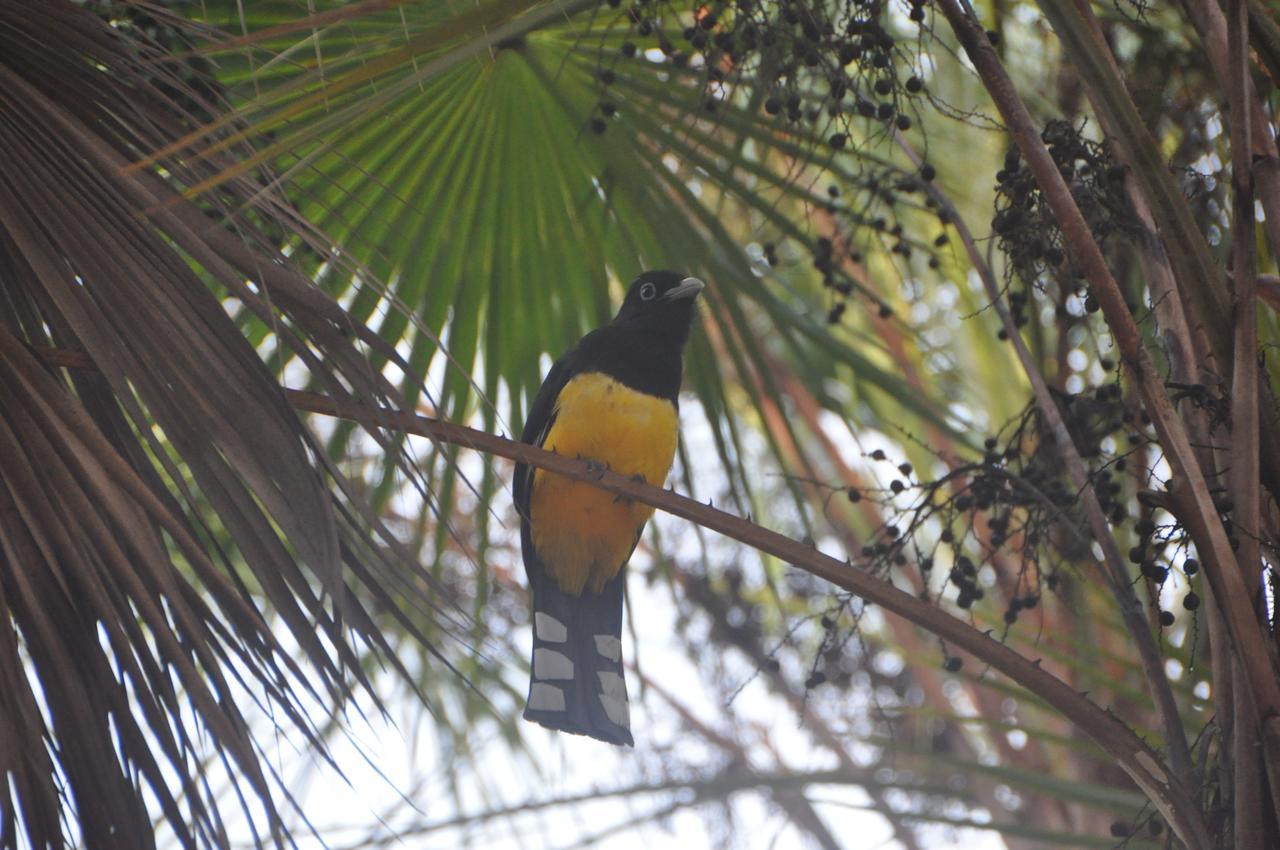 Sabal Beach Hotel Monkey River Town Kültér fotó